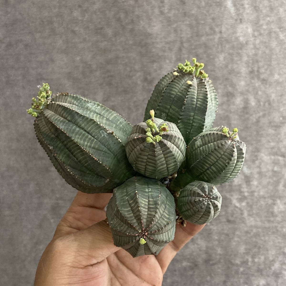 【限定SALE，2026】 R1114-13 アガベ 多肉植物 塊根植物 Euphorbia obesa ユーフォルビア オベサ 群生株 6頭(サボテン)｜売買されたオークション情報、yahooの商品情報をアーカイブ公開 - オークファン サボテン