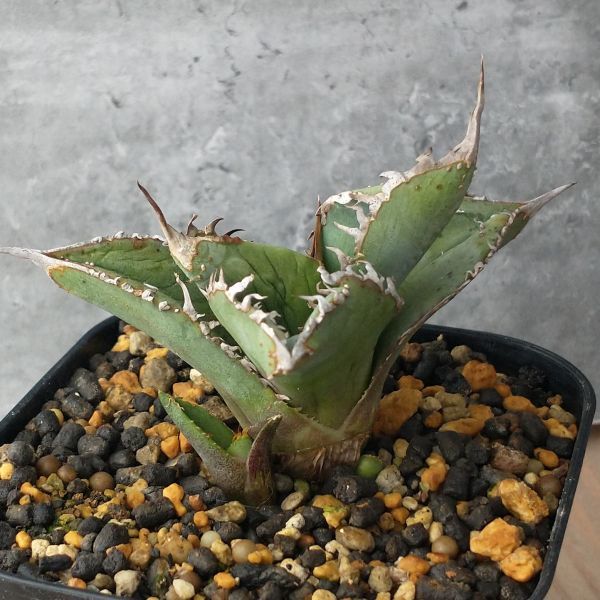 爆買い，高品質 【F2765】【子株販売】S級裏棘スタッズ株！！アガベ