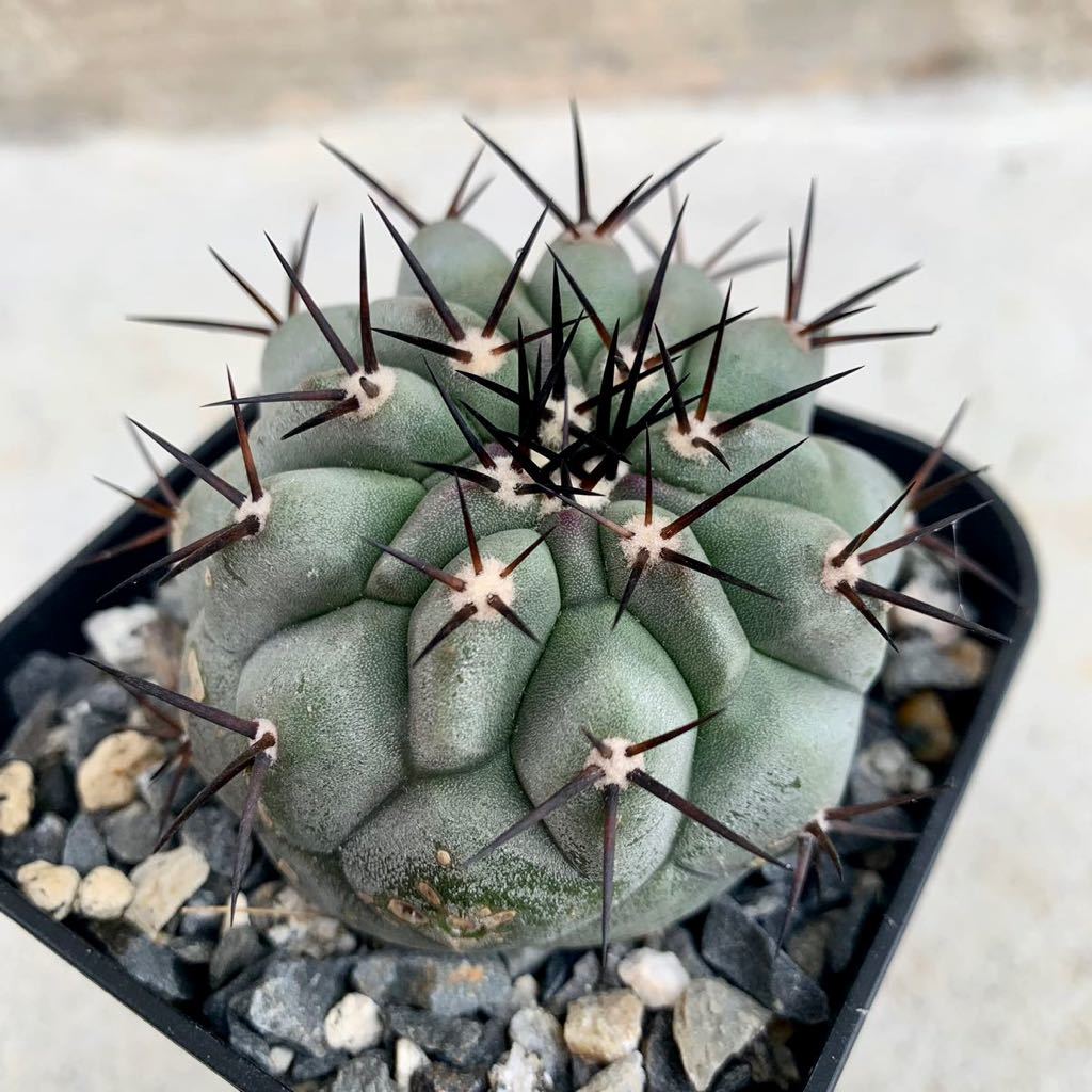 黒王丸 23・コピアポア 黒王丸 カキコ・サボテン 多肉植物 コピアポア