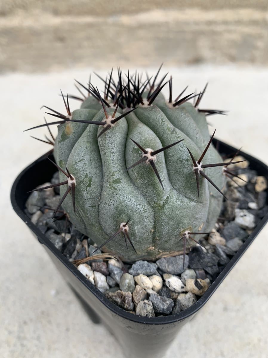 黒王丸 23・コピアポア 黒王丸 カキコ・サボテン 多肉植物 コピアポア