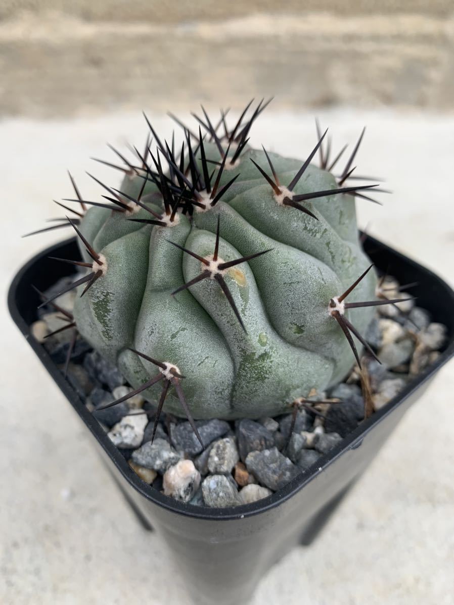 黒王丸 23・コピアポア 黒王丸 カキコ・サボテン 多肉植物 コピアポア
