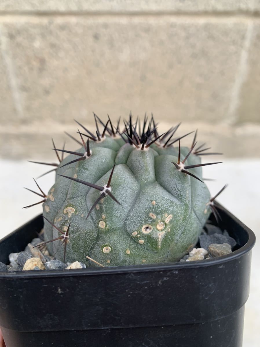 黒王丸 23・コピアポア 黒王丸 カキコ・サボテン 多肉植物 コピアポア