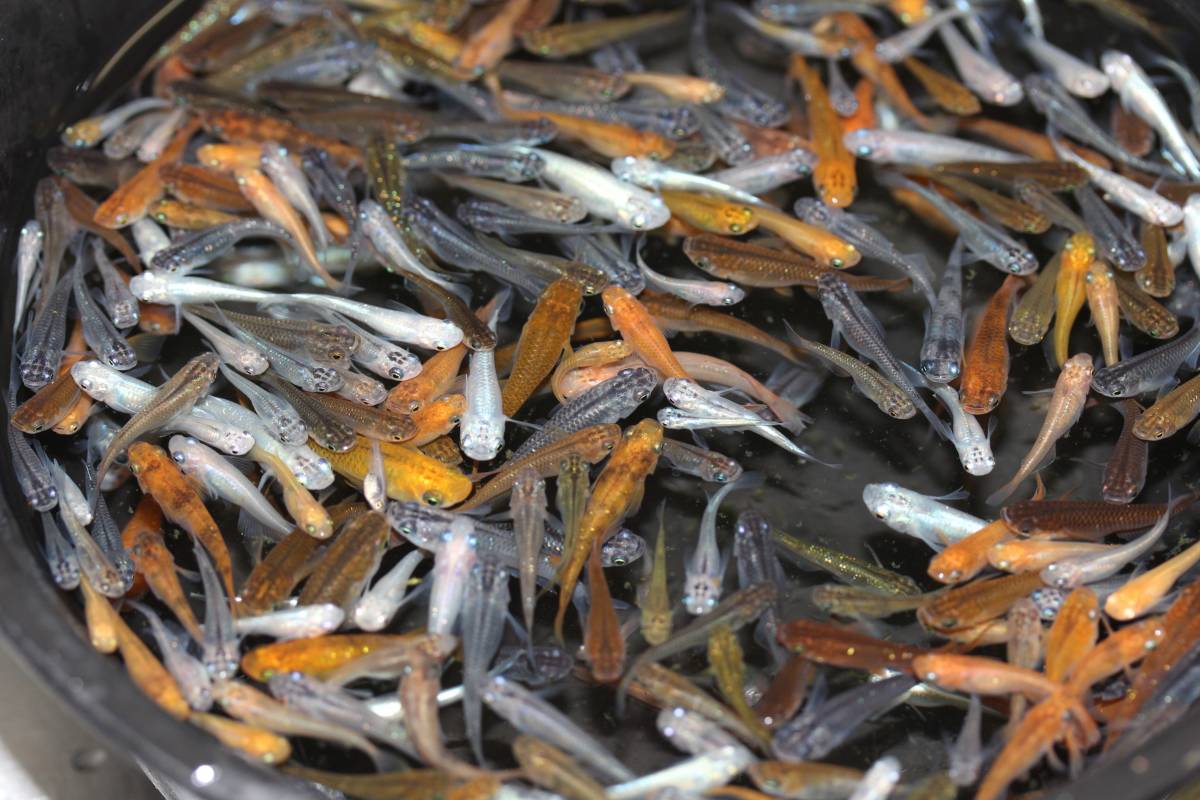 ＊＊＊＊ミックスメダカ＊＊＊＊５０匹＊＊＊＊＊＊＊＊＊＊＊＊＊＊＊＊＊＊＊＊＊＊_2