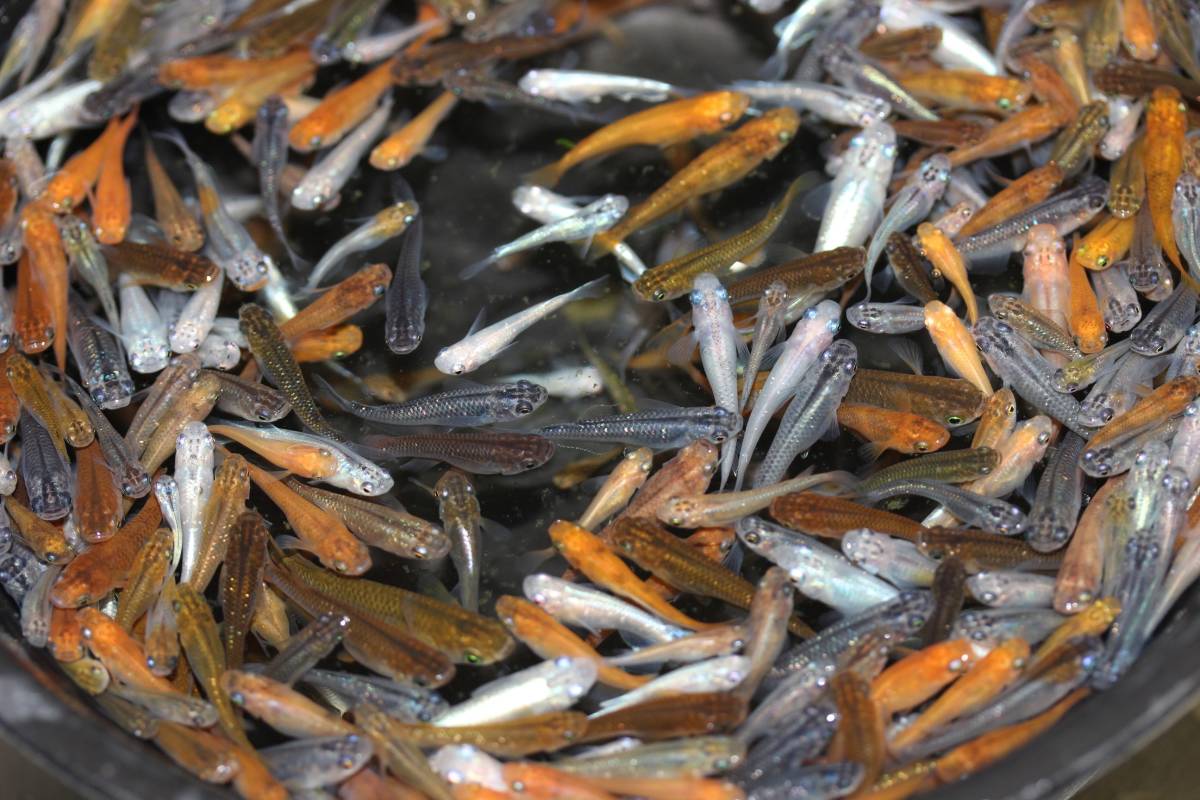 ＊＊＊＊ミックスメダカ＊＊＊＊５０匹＊＊＊＊＊＊＊＊＊＊＊＊＊＊＊＊＊＊＊＊＊＊_3