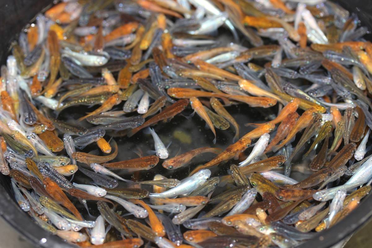 ＊＊＊＊ミックスメダカ＊＊＊＊５０匹＊＊＊＊＊＊＊＊＊＊＊＊＊＊＊＊＊＊＊＊＊＊_4