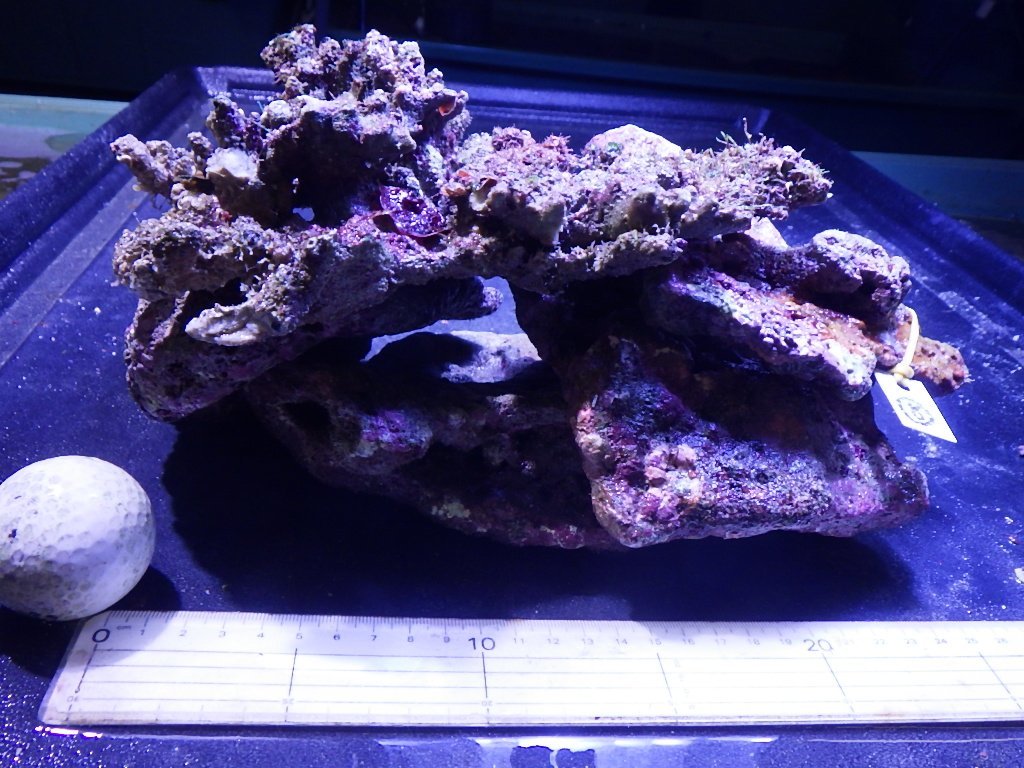 kainazzo 特選ライブロックセット（複数個）-(8) 3.2kg