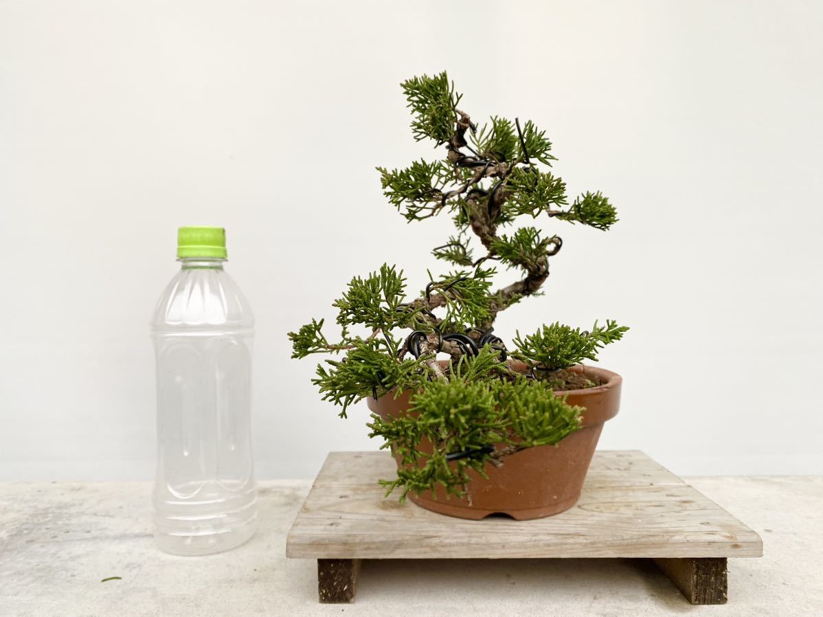 白木盆栽園 糸魚川真柏 双幹 小品盆栽 糸魚川黒松赤松五葉松真柏杜松