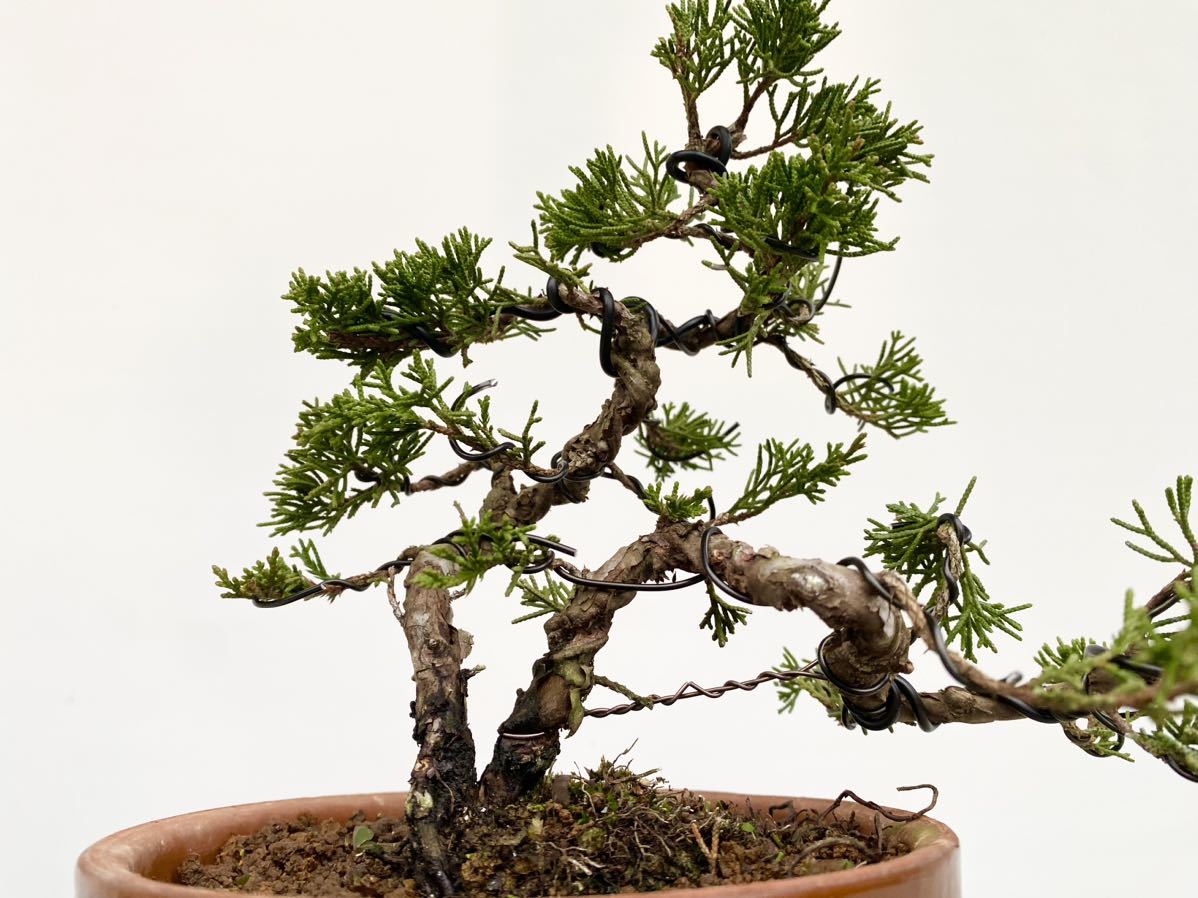 白木盆栽園 糸魚川真柏 小品 盆栽 双幹 糸魚川黒松赤松五葉松真柏杜松