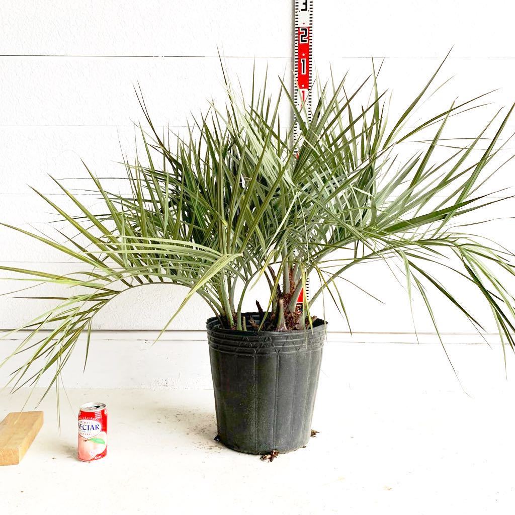 幅広 ココスヤシ 2本立ち 約:80cm 【Butia capitata/シルバーヤシ