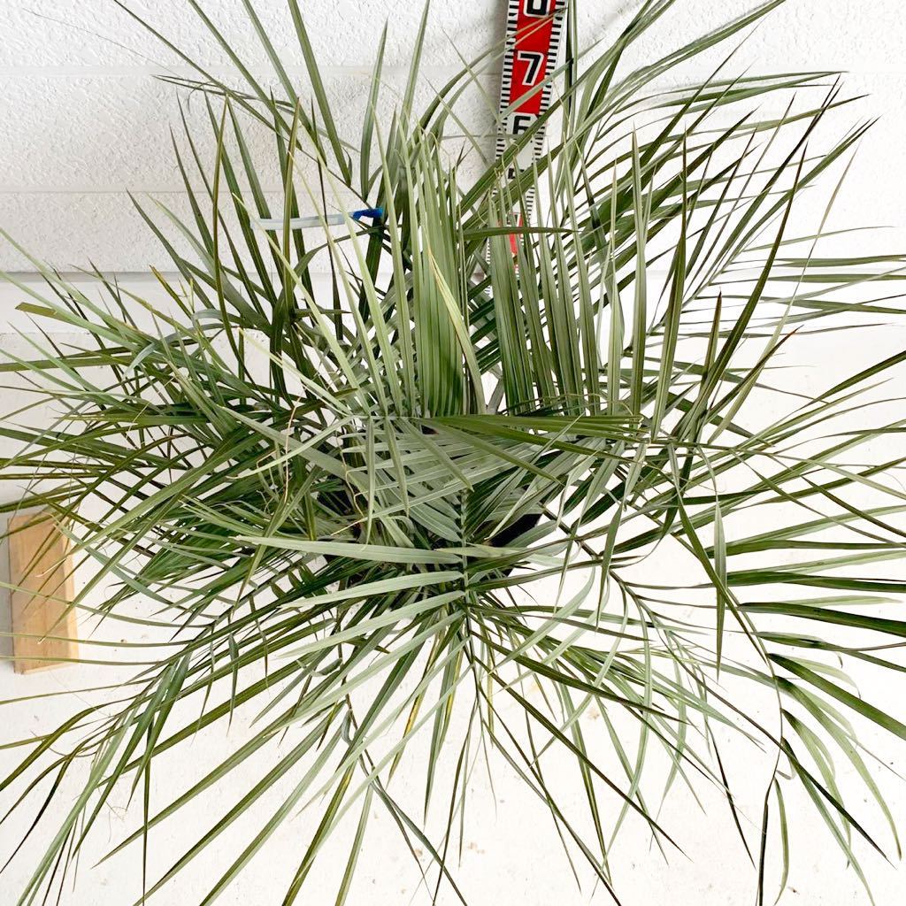 幅広 ココスヤシ 2本立ち 約:80cm 【Butia capitata/シルバーヤシ 