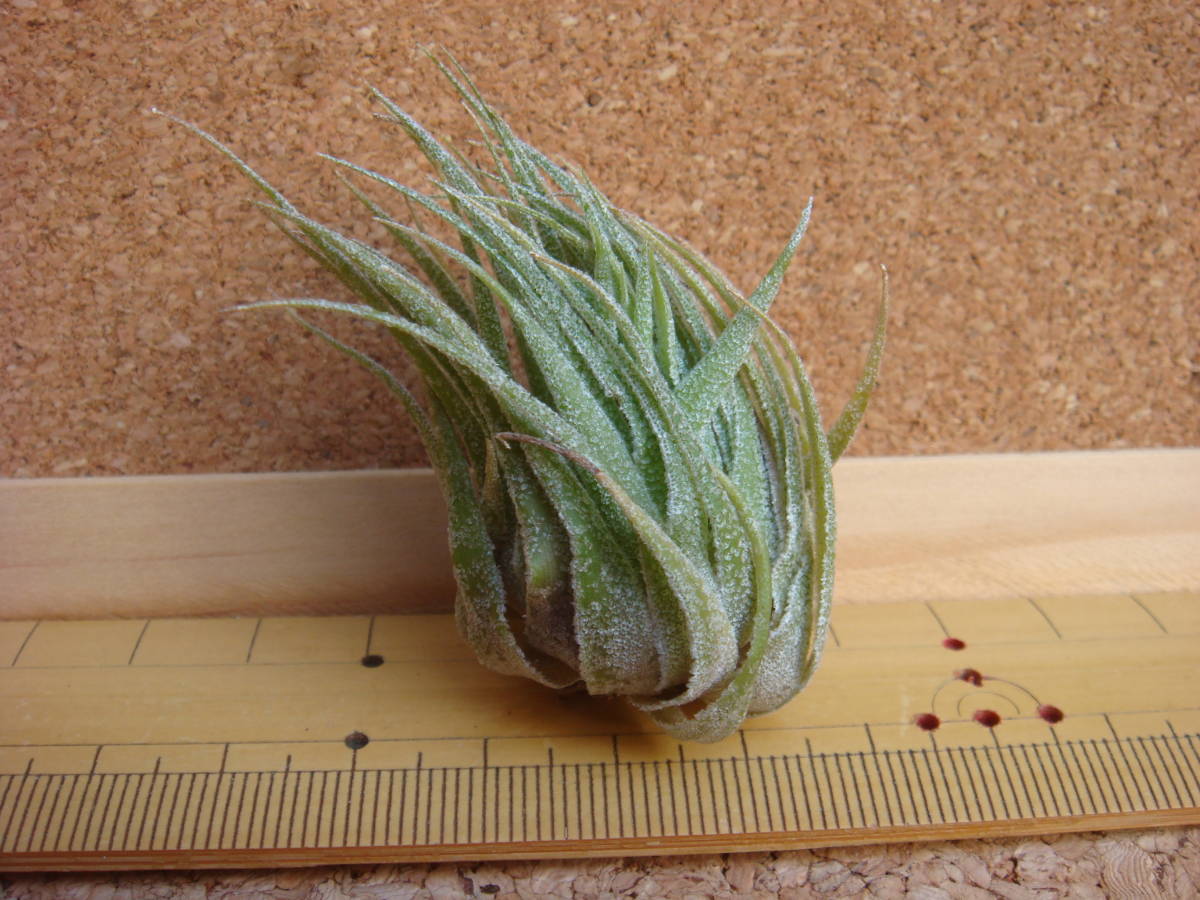 ☆Tillandsia sprengeliana :エアープランツ:チランジア Tillandsia