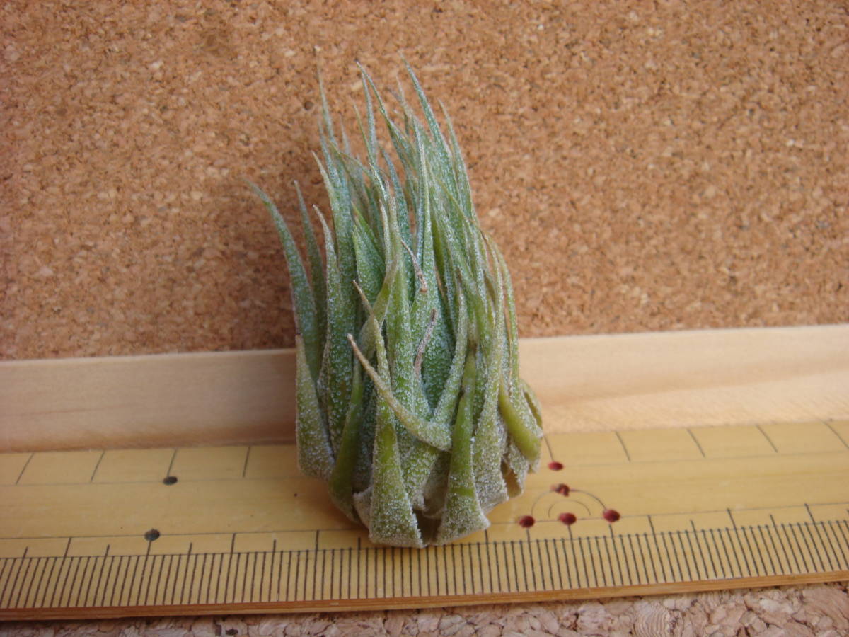 ☆Tillandsia sprengeliana :エアープランツ:チランジア 【公式通販】