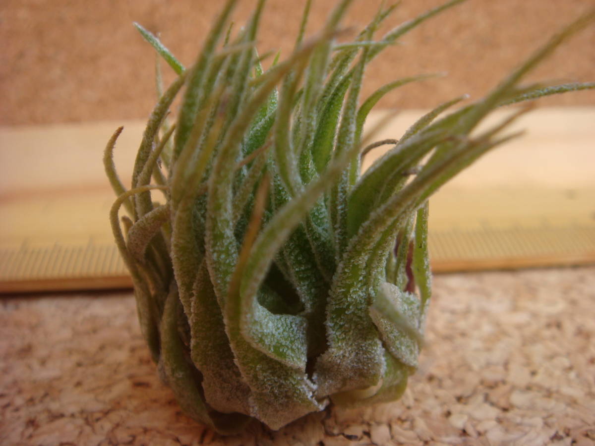 ☆Tillandsia sprengeliana :エアープランツ:チランジア Tillandsia