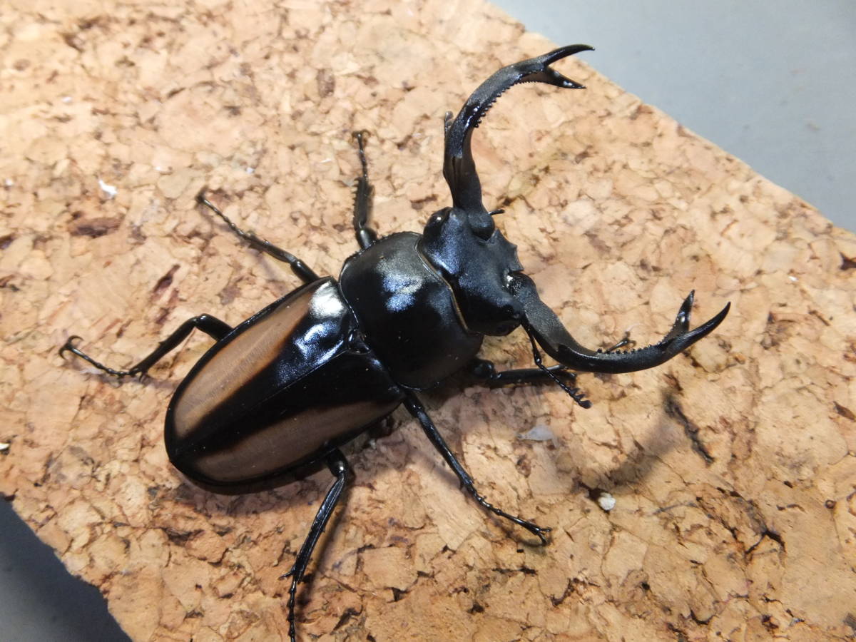 ベトナム・イエンバイ産 Rhaetulus crenatus boileaui ボイレアウシカクワガタ ♂57mmペア №2