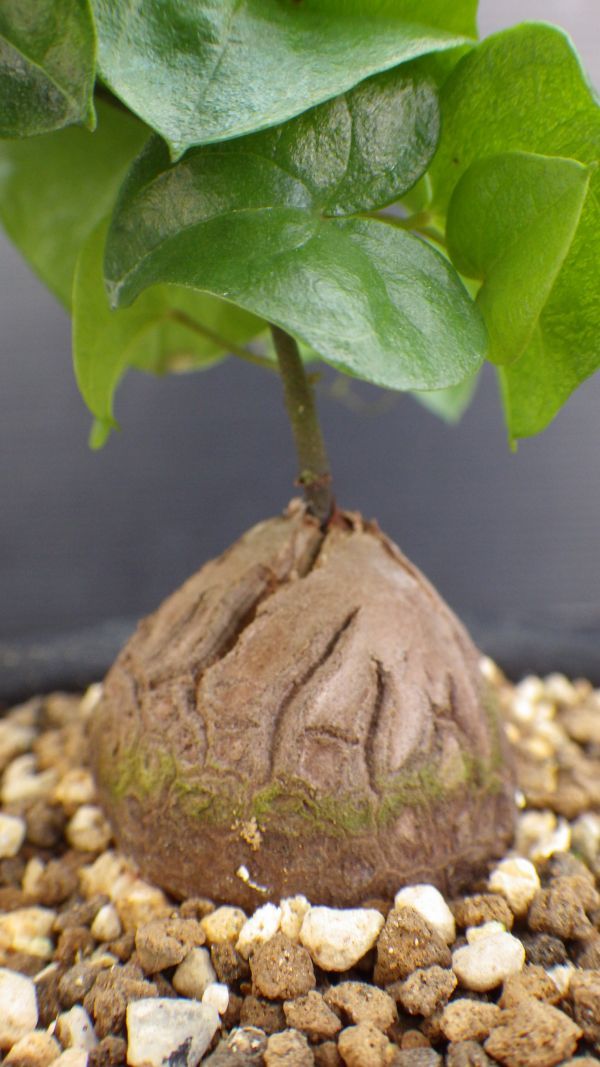 多肉植物 ディオスコレア エレファンティペス 亀甲竜 冬型塊根種 3
