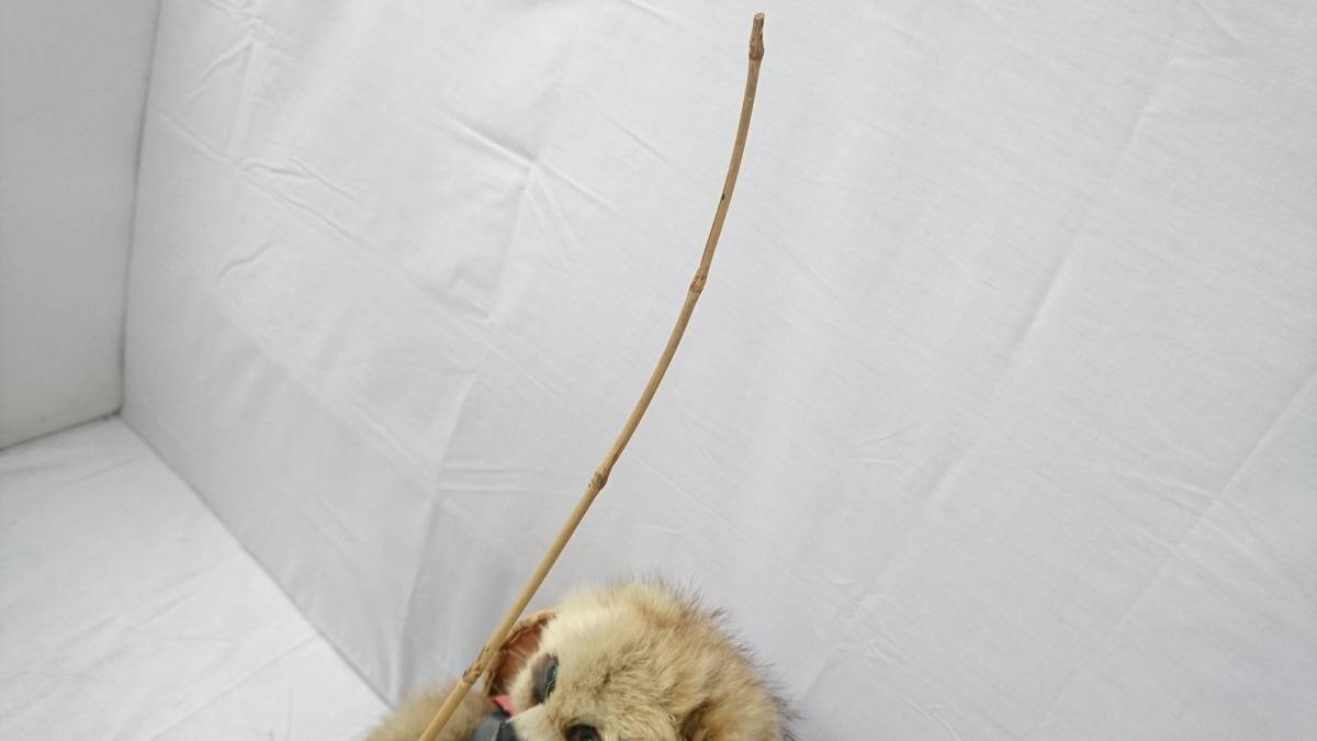 初だし】タヌキ 剥製 置き物/約48×34×22cm/オブジェ/置物/釣り/狸