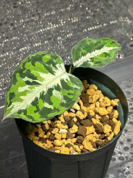 4. Aglaonema Pictum tricolor アグラオネマ ピクタム トリカラー　常温常湿管理