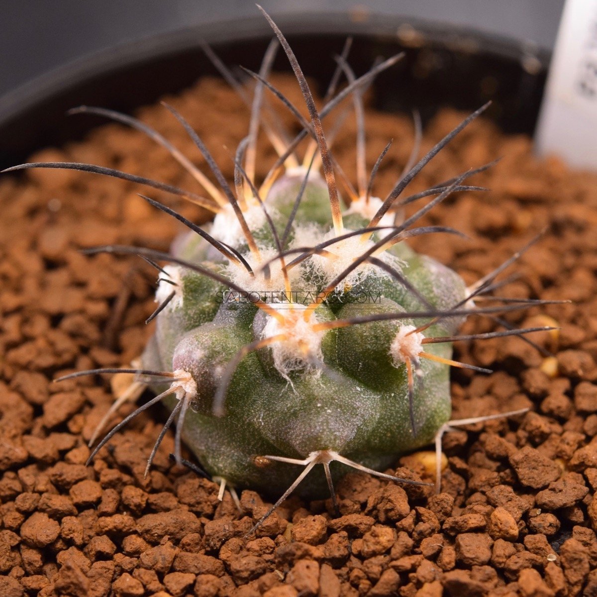 griseoviolacea Copiapoa 実生 copiapoa グリセオビオラセア