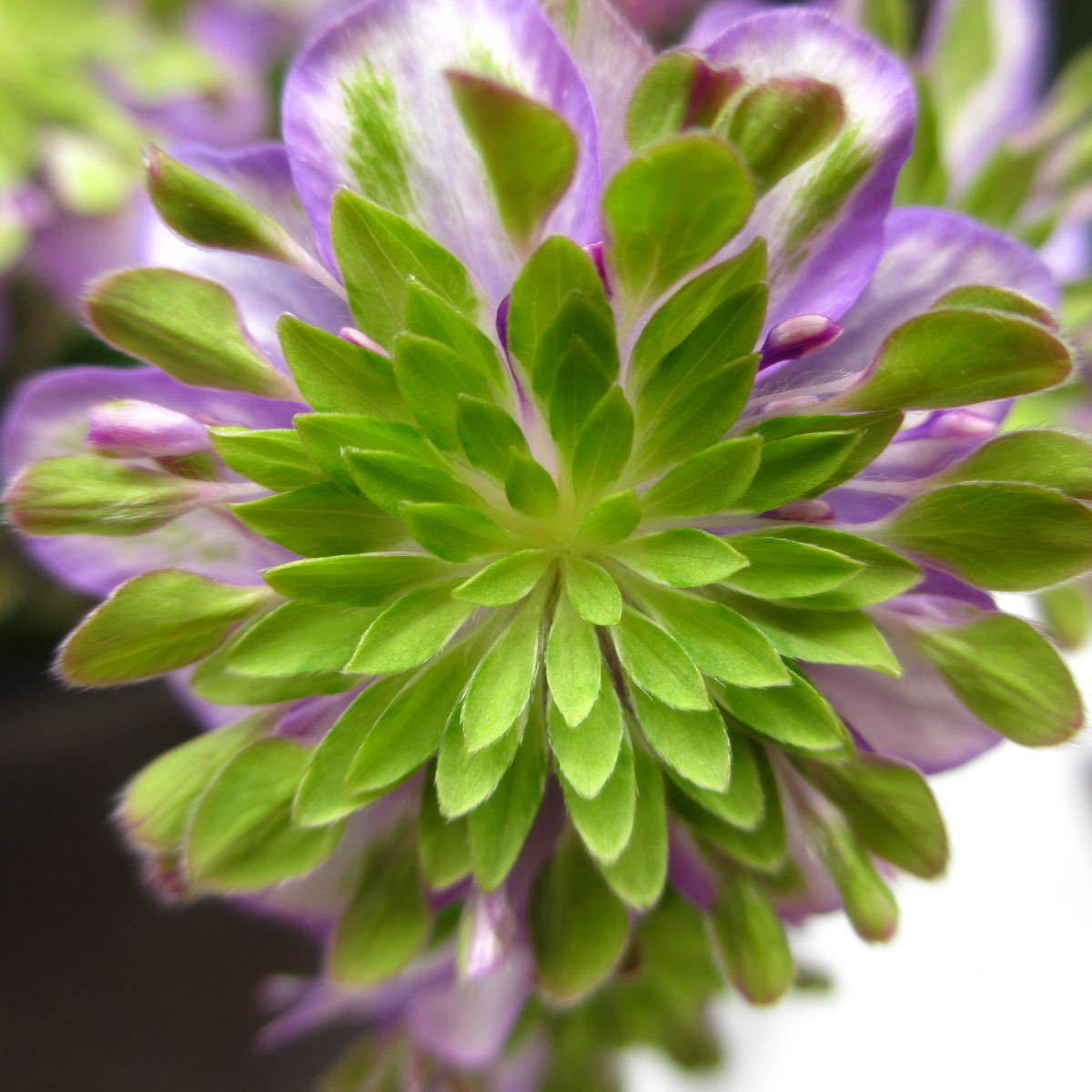 雪割草　佐渡の幻　三段咲　1.5芽