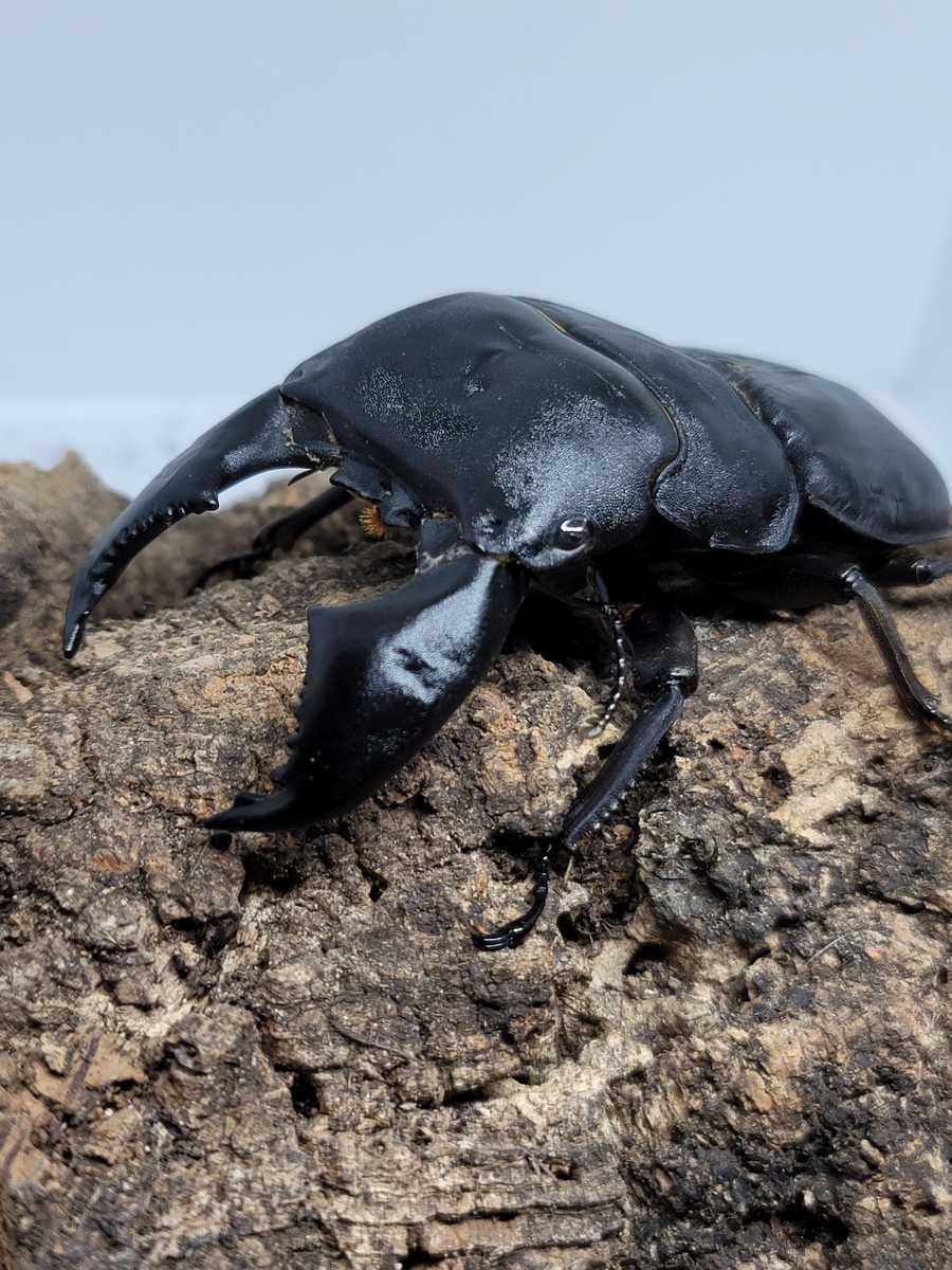 極太スマトラ、種親候補、ハーキュリーT血統