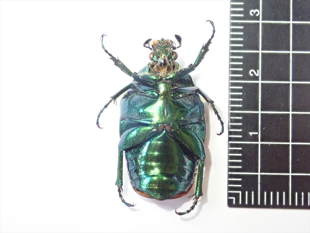 Vl** メキシコ産 キベリコツノヒシムネハナムグリ 25.1mm(虫類)｜売買