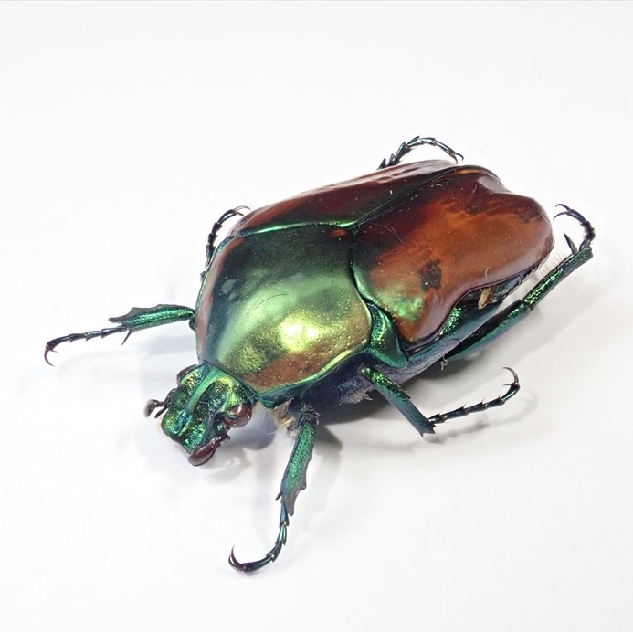 Vl** メキシコ産 キベリコツノヒシムネハナムグリ 25.1mm(虫類)｜売買