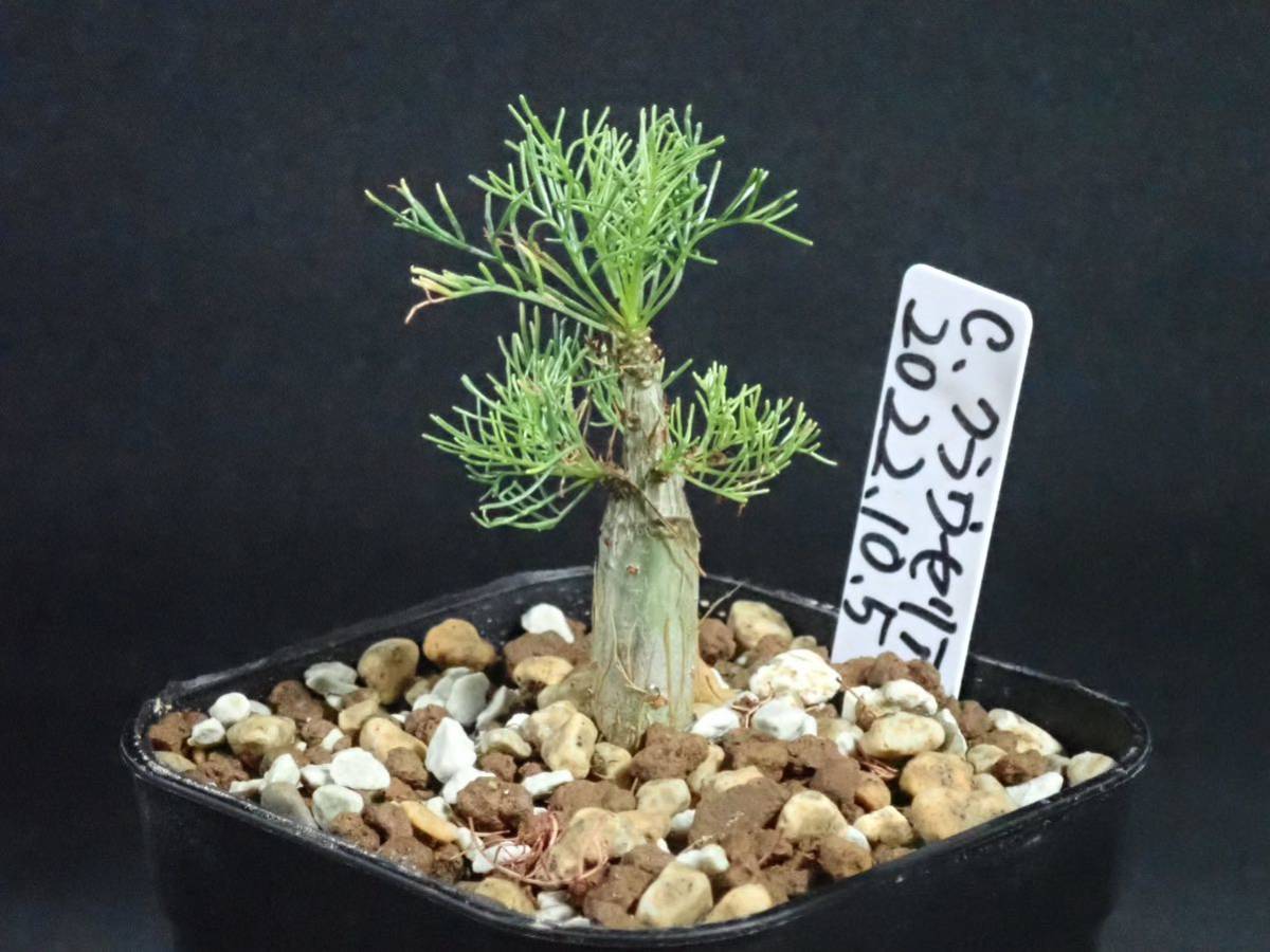 コミフォラ クラウセリアナ Commiphora kraeuseliana 2022/10/5播種