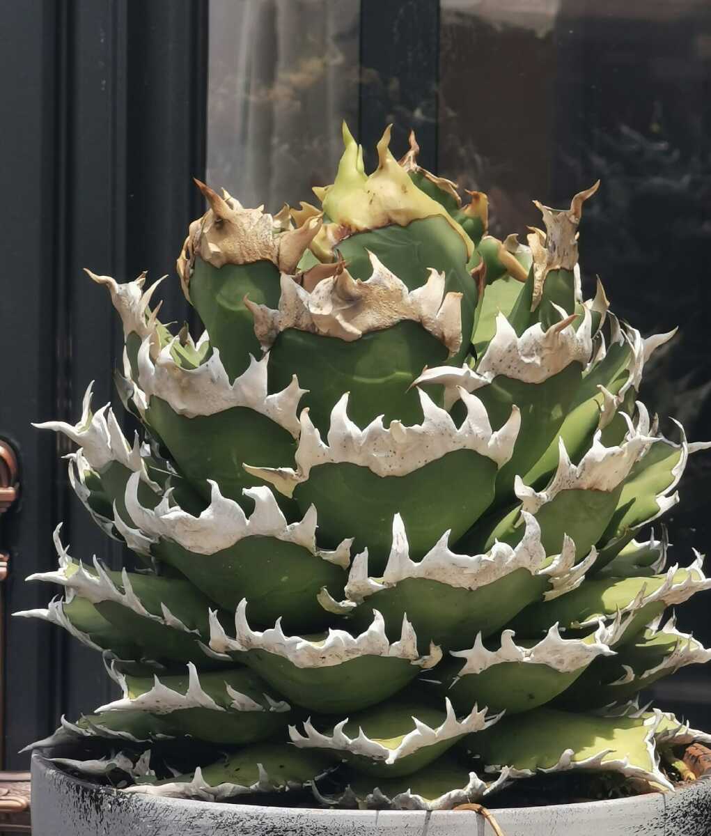 Q11 アガベ チタノタ 赤猫 ゴリ猫 レッドキャットウィーズル 子株