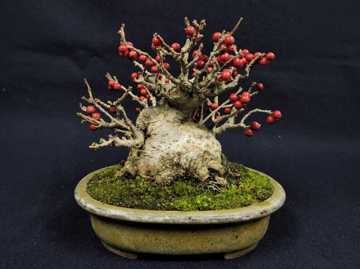 明樹園】小品 梅もどき 樹高12.5cm 鉢／黎凰（梅擬き ウメモドキ 小品 