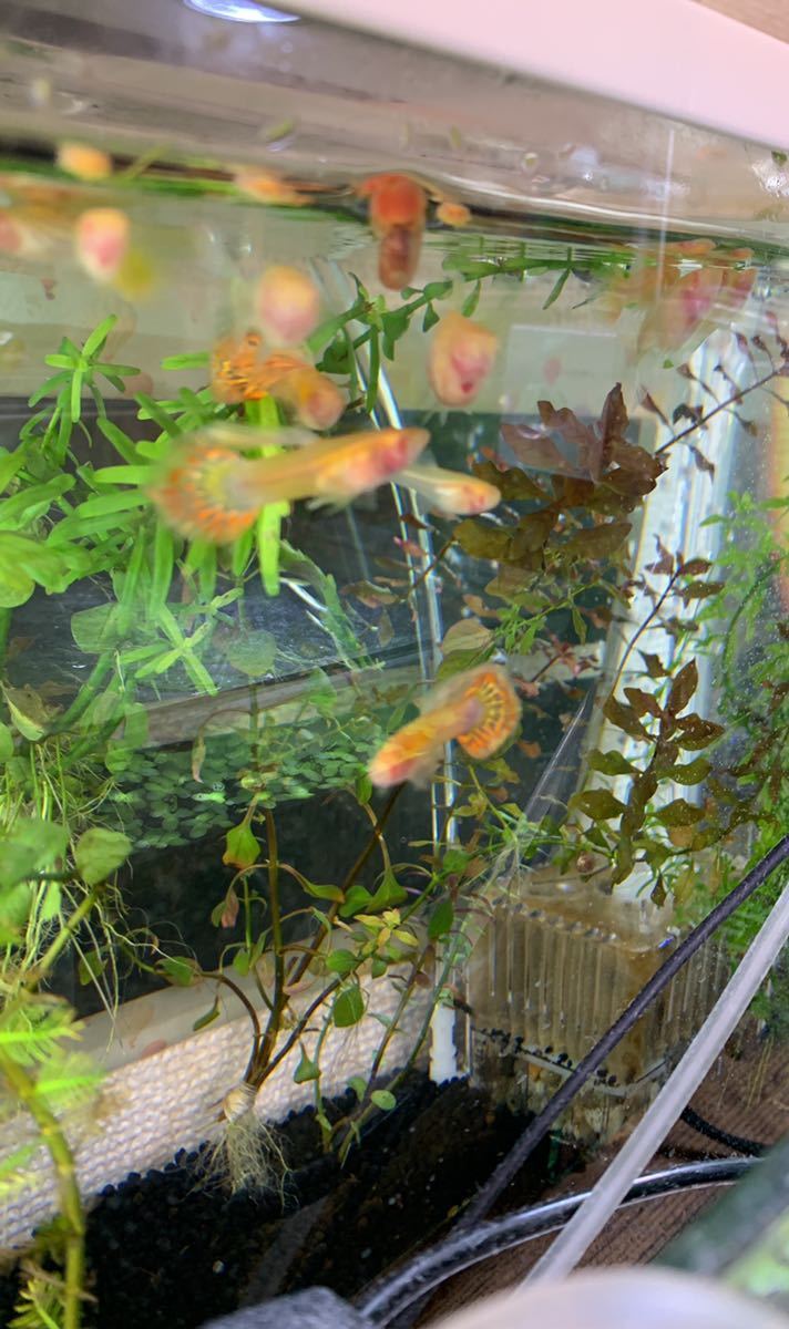 RRE.Aプラチナモザイクグッピー(グラスベリー)3ペア＋幼魚８匹