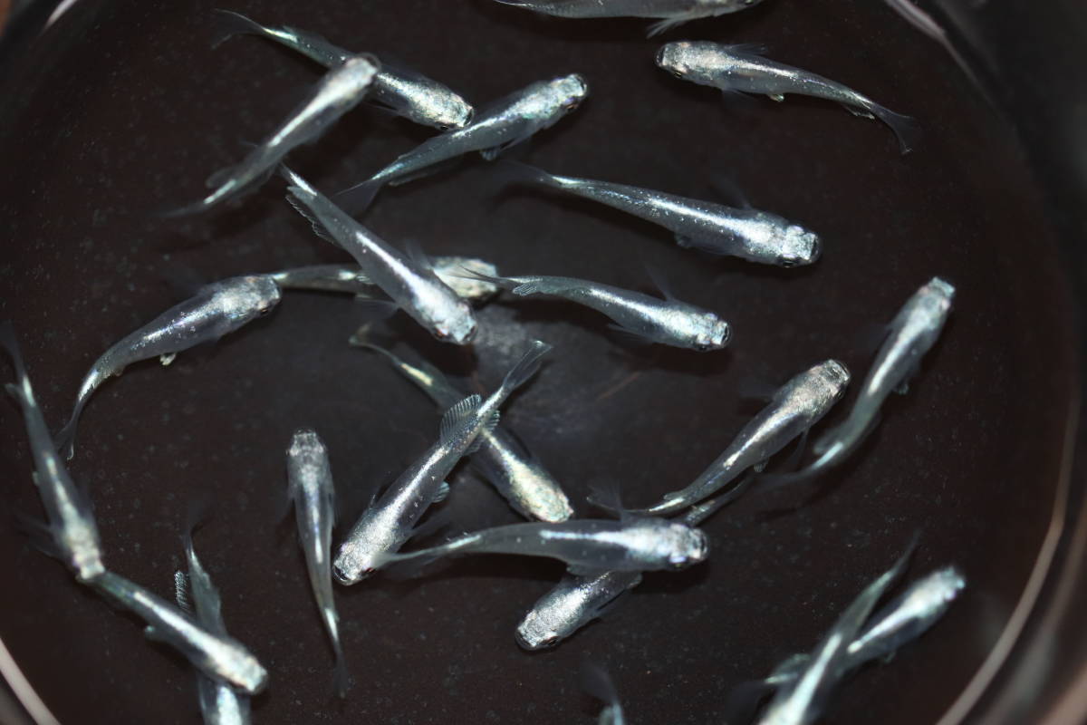 【遊楽園メダカ】現物出品　めだか　プラチナブルージェイ　２０匹　②　　　　