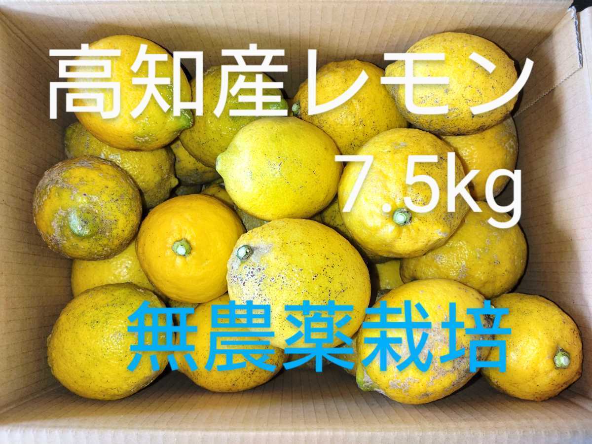 高知産レモン 約7.5kg 【斑点傷あり】※注文確定後収穫　※無農薬栽培 有機肥料のみで栽培