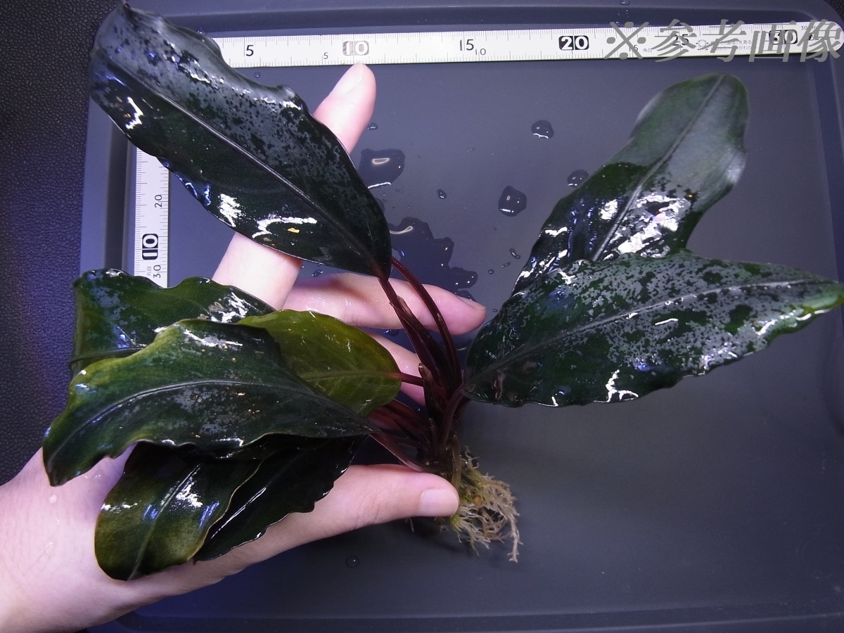 ◇Bucephalandra akantha Entikong kab. Sanggau【TB