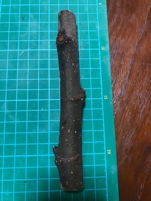 イチジク　挿し木 穂木 