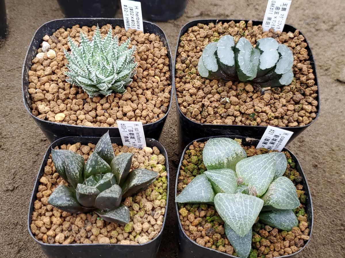 ハオルチア 4点セット ヘルバセア 玉扇 烏城 新瑞穂 多肉植物 Haworhia 