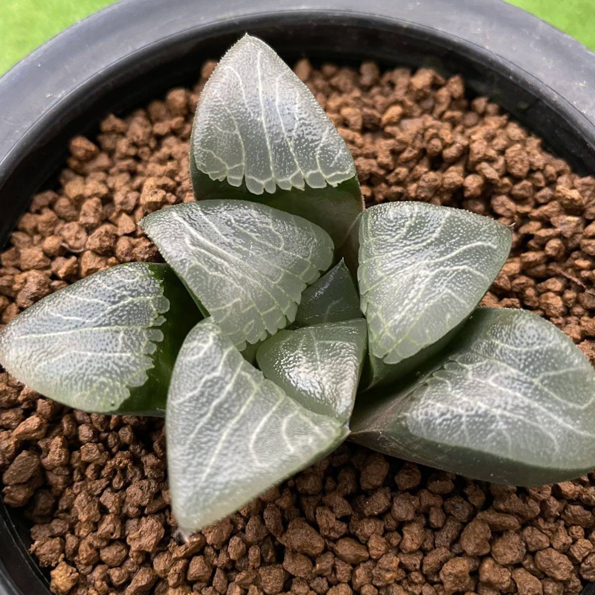 （≧∇≦）多肉植物　ハオルチア　JP40 葉挿し