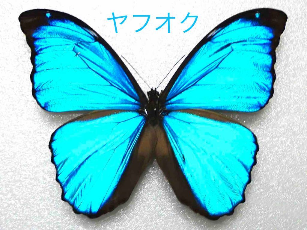 100%新品，定番 現在入手困難 メネラウスモルフォ 美麗個体 蝶標本(その他)｜売買されたオークション情報、yahooの商品情報をアーカイブ公開 - オークファン その他