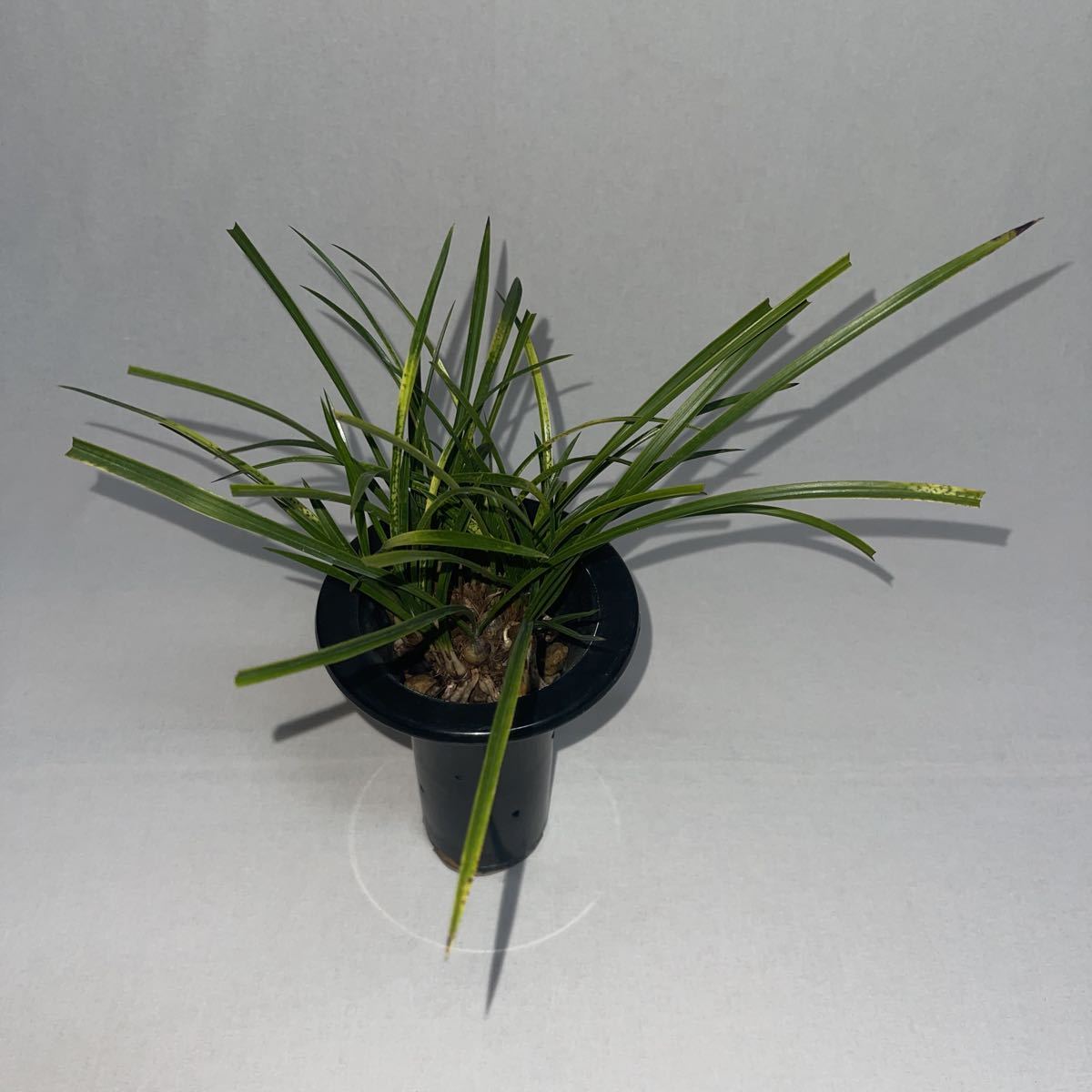 日本春蘭 錦波 中国春蘭 韓国春蘭 東洋蘭 古典園芸 山野草 3 日本