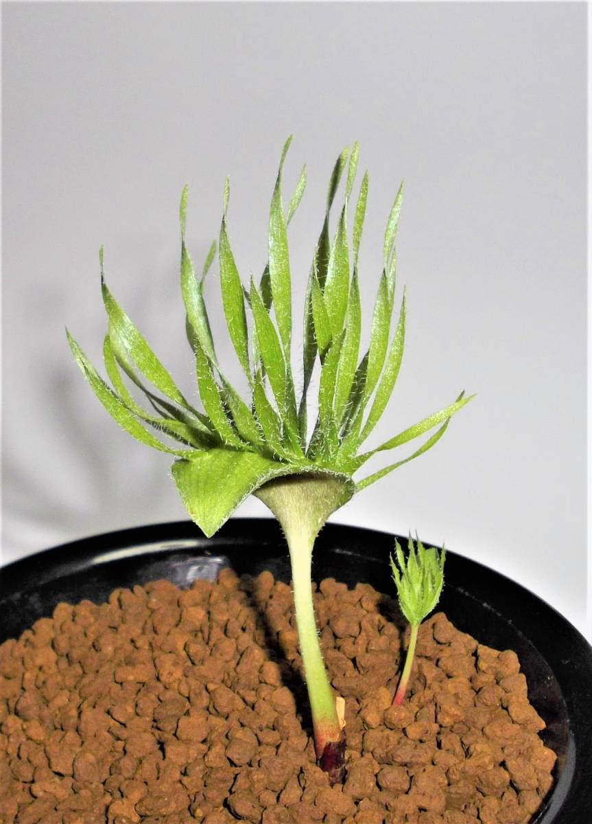 多肉植物 / 球根 エリオスペルマム フォリオリフェルム Komaggas