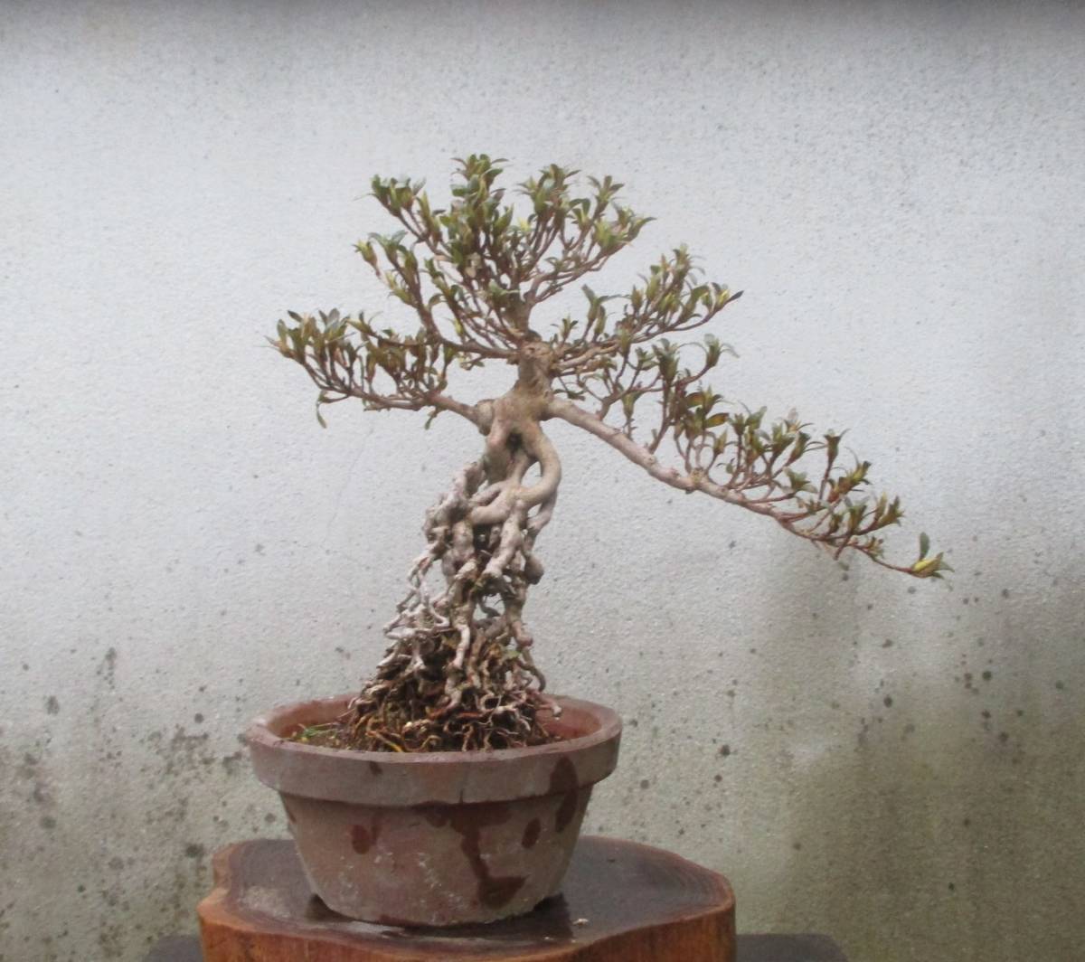 さつき盆栽 ◇新日光◇ 鉢 26*21cm