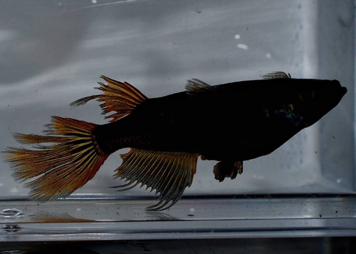 m-style◇◆　本家筋　～　妲己　～　大きめ稚魚　10匹　　◆◇