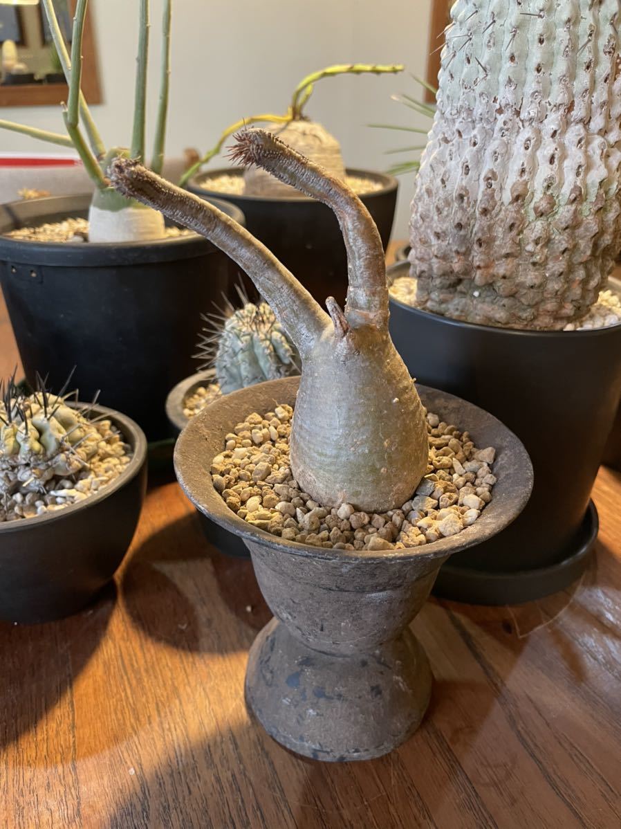 パキポディウム グラキリス 微発根 多肉植物 塊根植物 コーデックス