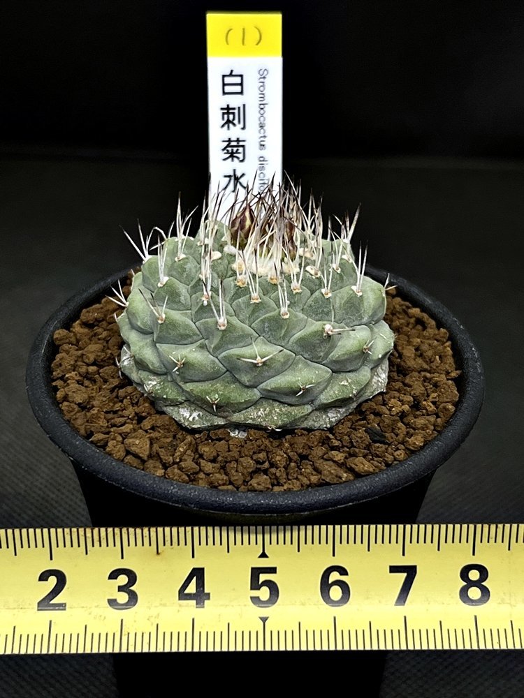 Strombocactus disciformis ストロンボカクタス 白刺菊水 (実生)◇2.5