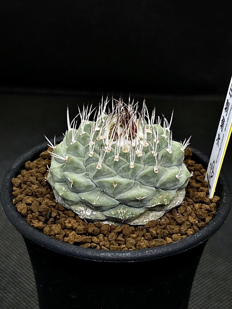 Strombocactus disciformis ストロンボカクタス 白刺菊水 (実生)◇2.5