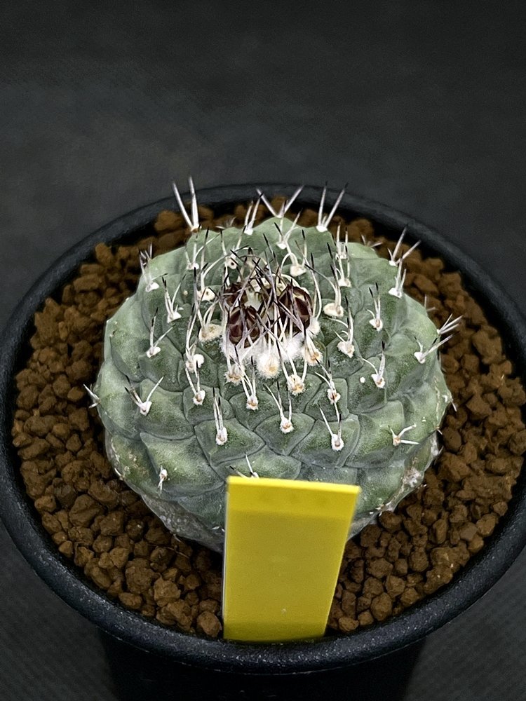 Strombocactus disciformis ストロンボカクタス 白刺菊水 (実生)◇2.5