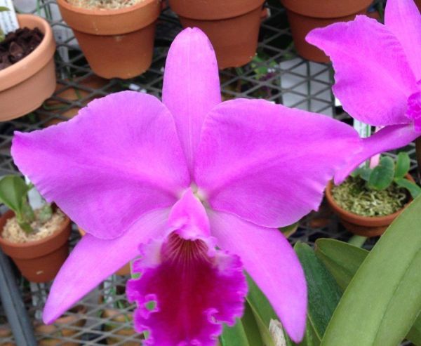 HIF洋蘭 62 C. labiata rubra x sib. ('Ching Hua' x 'Schuller')