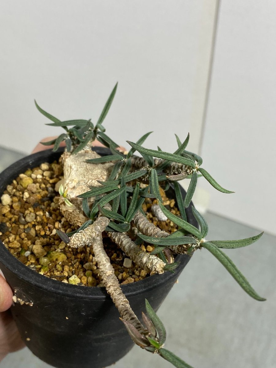 コ695 「多肉植物」ユーフォルビア キリンドリフォリア【発根