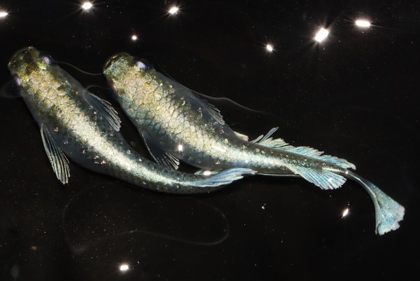 ◆米めだか◆　［稚魚10匹］　『エメキン』 マリアージュキッシングワイドフィンエメラルドフィンタイプ　　☆極上☆　　