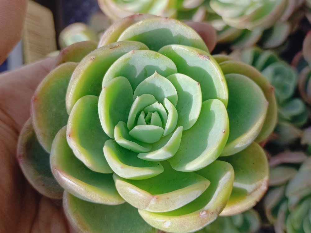 0207-S311メロン30個 ☆多肉植物　エケベリア　韓国　