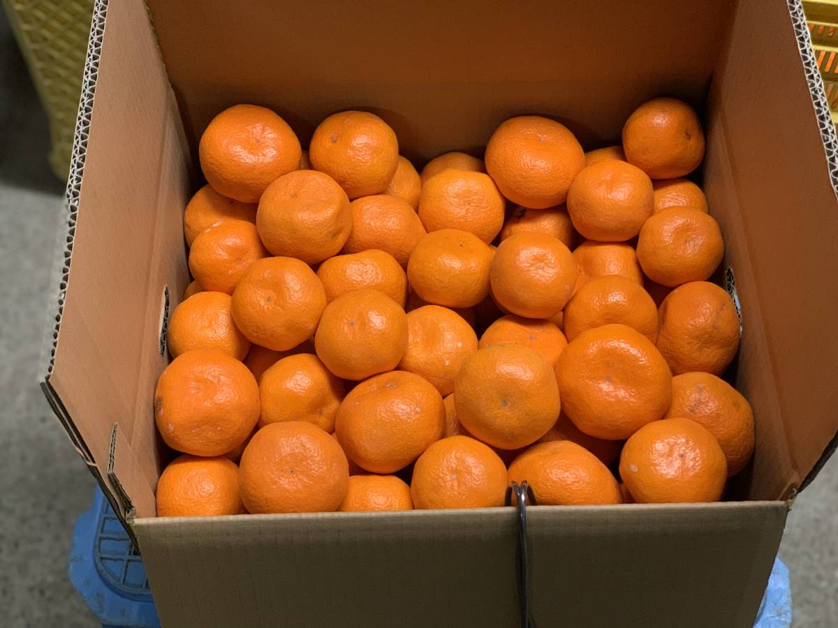 送料無料】 下津　蔵出しみかん　赤秀　SS～2L混合　１0ｋｇ 【生産者直送】本場の蔵管理を徹底した「本貯蔵品」です　有田みかん（14）